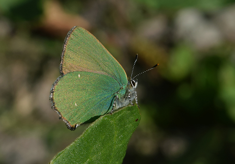 Primavera 2018 - Callophrys rubi, Lycaenidae